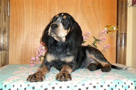 Cur black russian terrier bloodhound blue lacy bluetick coonhound boerboel bohemian shepherd border collie border terrier borzoi boston terrier greenwood, south carolina. Bluetick Coonhound puppy for sale near Augusta, Georgia ...