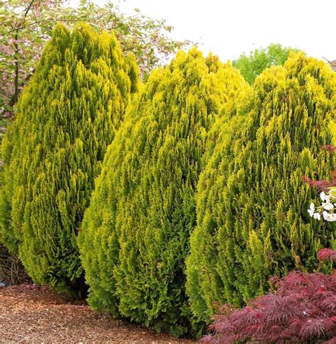 10 Small Evergreen Shrubs To Grow For Year Round Curb Appeal