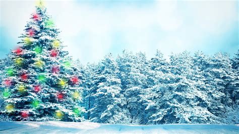 Bright Christmas Tree In Forest Wallpaper For Desktop 1920x1080 Full Hd