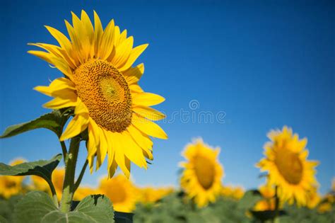 Sunflowers Against The Blue Sky Close Up Stock Photo Image Of Spring