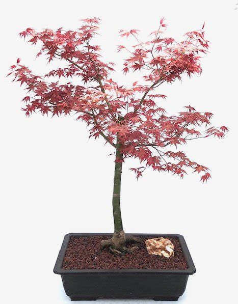 Japanese Red Maple Bonsai Tree Shindeshojo