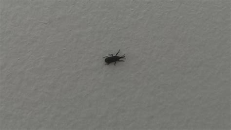 While you don't want to see bugs anywhere, your kitchen is one place where seeing tiny black bugs is especially horrifying. Trying to identify black ant-like bugs found occasionally ...