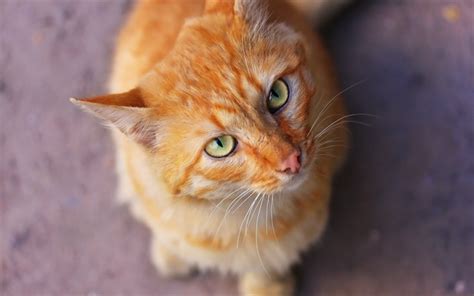 Download Wallpapers Ginger Cat Green Eyes Cute Animals Cats Pets