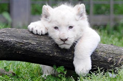 Trois Bébés Lions Blancs Effectuent Leur Première Sortie