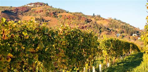 L'elenco delle aziende operanti nel settore case di cura e cliniche private a novara nei pressi di vl. Tenuta Fontanette - Casa Vinicola Abbazia di San Gaudenzio