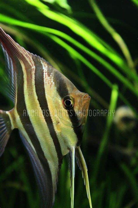 Wild Pterophyllum Altum Rio Orinoco Angel Fish Salt Water Fish