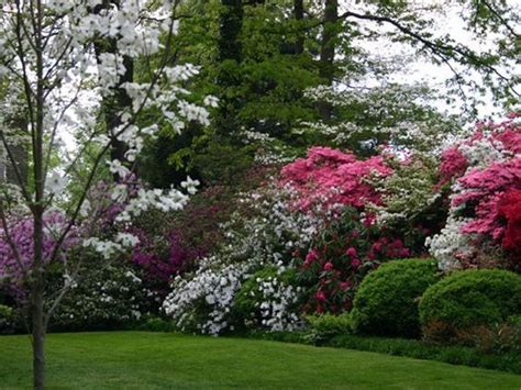 They make excellent privacy screens, windbreaks, and hedges. Beautiful privacy landscaping ranging from tall trees to a ...
