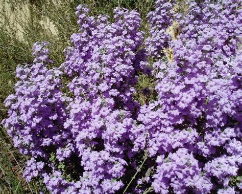 Check spelling or type a new query. 'Lynn's Legacy' Texas Sage- Fragrant flowering drought ...