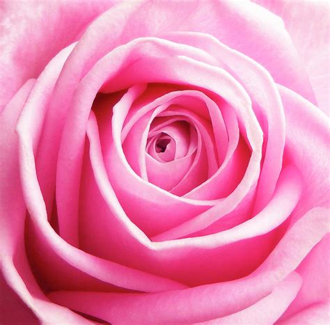 Pink Rose 5 Photograph By Johanna Hurmerinta Fine Art America