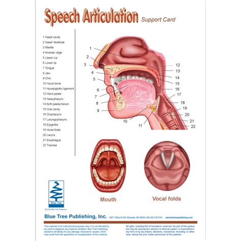 Speech Articulation Anatomical Chart