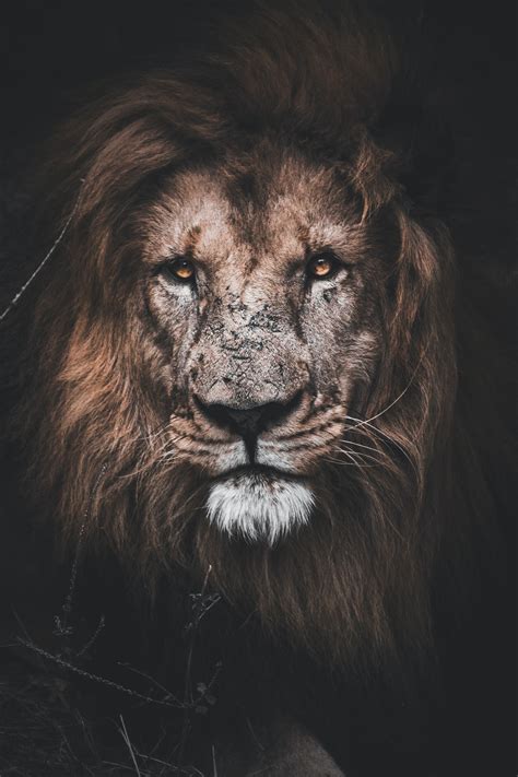 The king of the jungle is also a favorite wallpaper of unsplash users. Rohman: Mobile Full Hd Black Lion Wallpaper