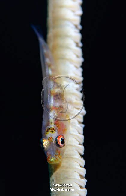 Whip Coral Goby On Common Wire Coral Stocktrek Images