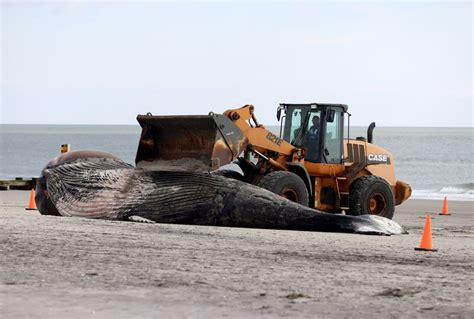 Dead 30 Foot Humpback Whale Washes Up On Jersey Shore Beach — Again
