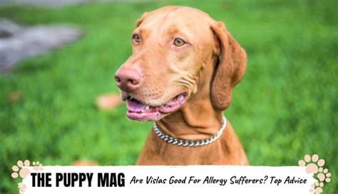 Are Vizslas Good For Allergy Sufferers Veterinarian Advice The Puppy Mag