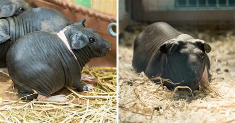 Skinny Pigs Are A Hairless Breed Of Guinea Pigs And Look Like Tiny Hippos