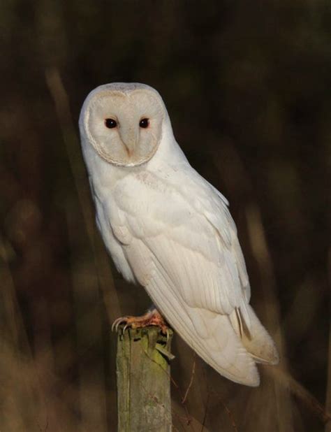 Image Result For Albino Barn Owl Barn Owl Owl Owl Photography