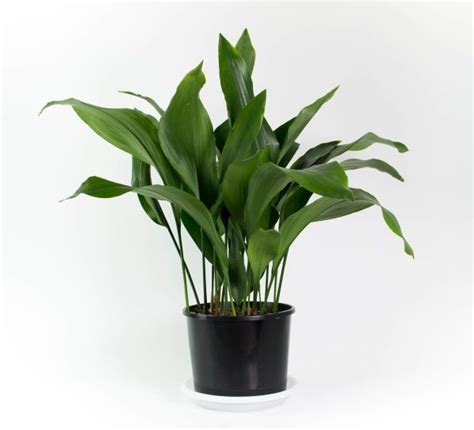 We did not find results for: 33 Best Indoor House Plants for Your Home and Pets