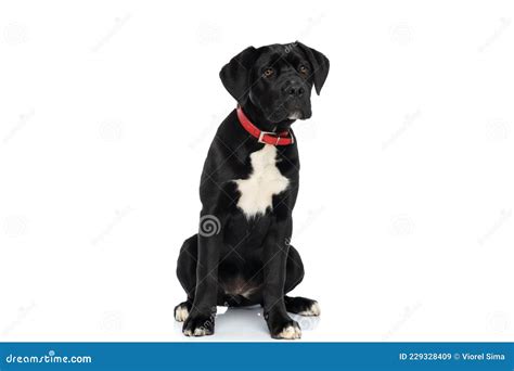 Cute Cane Corso Doggy With Red Collar Looking Away And Sitting Stock