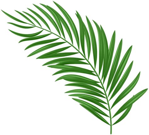 Palm Leaf Green Png Clipart Clip Art Palm Leaves Leaves