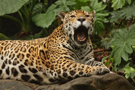 What Is A Jaguar A Jaguar Is The Largest Of The Big Cats In The Americas