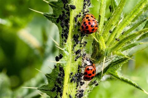 Pest control is a fun player vs. What do Ladybugs Eat? Facts and Information About Ladybug ...
