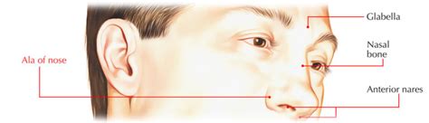 Ala Of Nose Structure Arterial And Nerve Supply And Nasal Alar