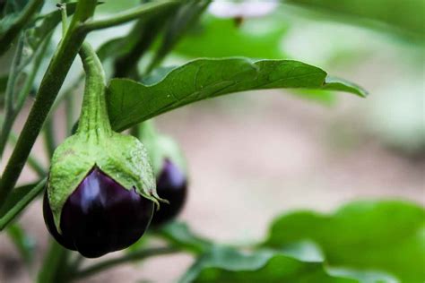 Pruning Eggplant How To Prune Eggplants And When And Why