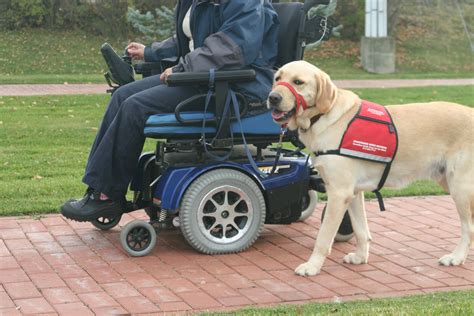 What Age Do Guide Dogs Start Working