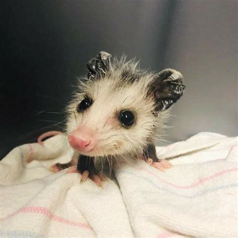 Adorable Baby Opossum Neferast Cute Little Animals Baby Opossum