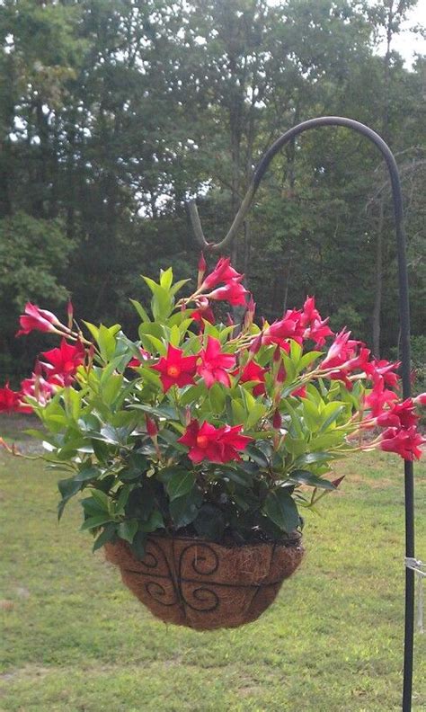 Recommendation Hanging Hummingbird Plants Grey Rattan Cone Baskets