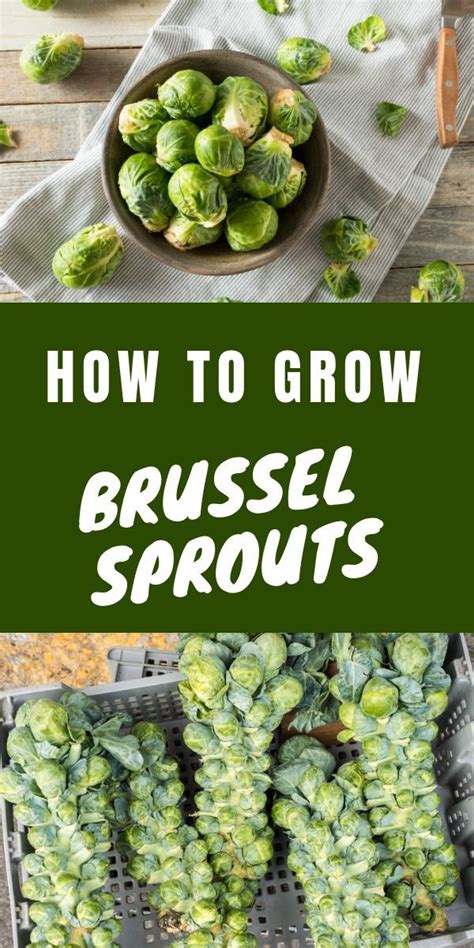 How To Grow Brussel Sprouts Harvesting Brussel Sprouts Brussel