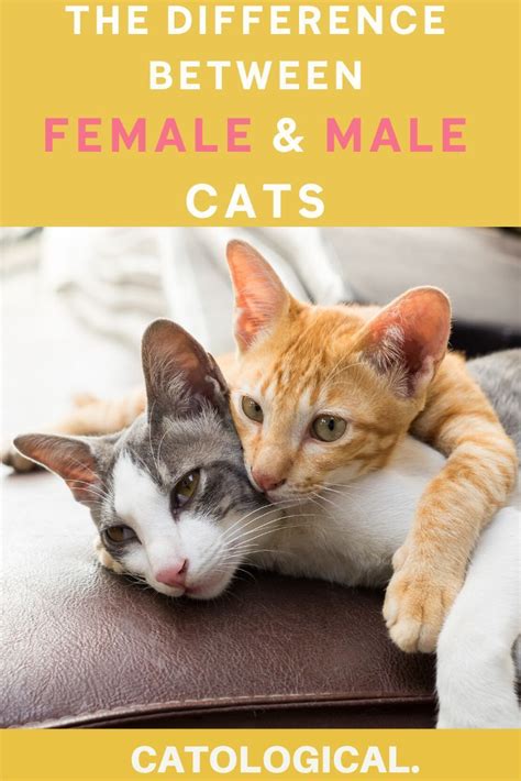 The Differences Between Male And Female Cats How To Tell Cat Genders Artofit