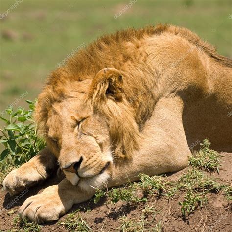 Sleeping Lion Stock Photo By ©kaphotokevm1 6041489