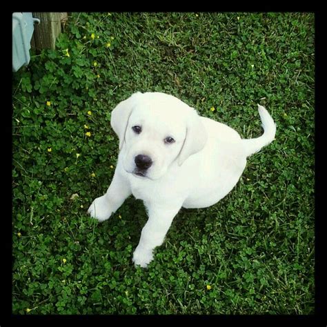 We have yellow labs, black labs, chocolate labs and fox red lab puppy for sale in california. Too cute, yellow lab puppy! | Labrador retriever