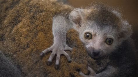 Adorable Endangered Lemur Born At Newquay Zoo Itv News West Country