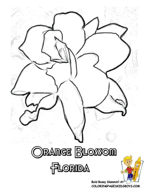 Orange blossom and berrykin coloring page. Florida State Flower Coloring Page | Orange Blossom # ...