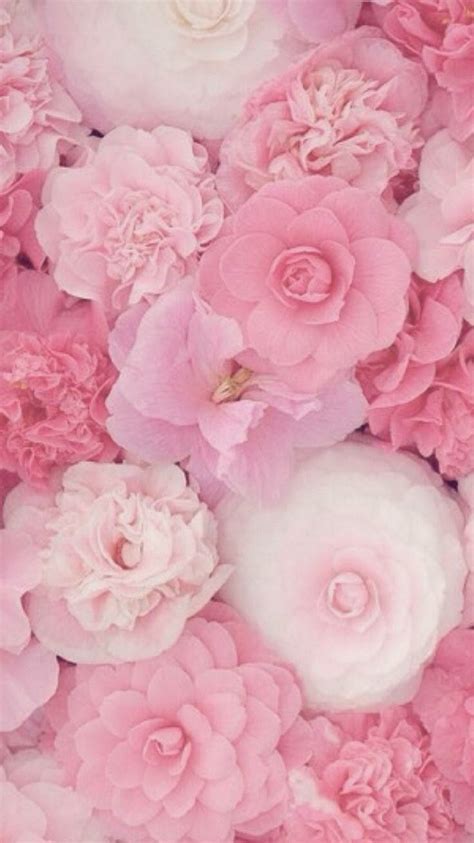 Pin By Priscilla Magna On Floral Pink Flowers Amazing