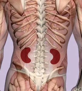 Internal organ locations internal organs location location of human internal organs anatomy. Kidney Pain: Location, Causes, Symptoms and Treatment
