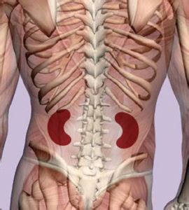 Crediting isn't required, but linking back is greatly appreciated and allows image authors to gain exposure. Kidney Pain: Location, Causes, Symptoms and Treatment