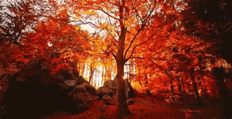 55 fall leaves wallpapers download at wallpaperbro. Autumn Fall GIF - Autumn Fall Leaves - Discover & Share GIFs