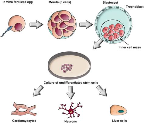 Generation Of Embryonic Stem Cells A Fertilized Egg Is Allowed To