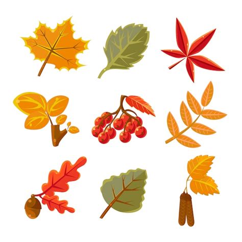 Premium Vector Autumn Leaves Set