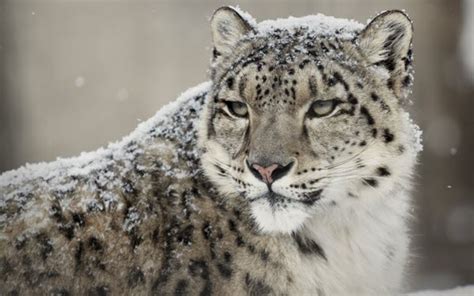 Snow Leopard Species Facts Conservation Bigcatswildcats