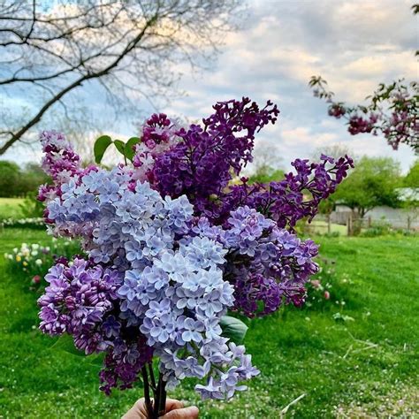 7 Things To Know About Lilac Bushes Lilac Bushes Lilac Tree Lilac