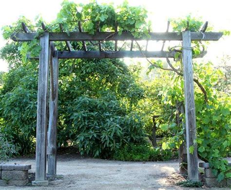 Build it easily for your garden without buying pergola kits! How To Trellis Grape Vines So They Produce Fruit For 50+ Years