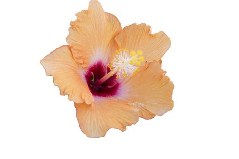Hawaiian Flower Png Hawaiian Flower Png Transparent Free For Download