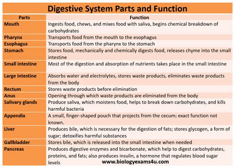 Digestive System 13 Parts And Function Summary Table