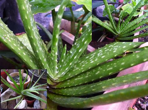 We did not find results for: AGEasyGrow: Lidah Buaya