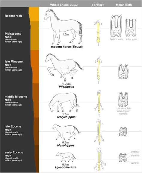 Wikievolutionofthehorse Horses Evolution