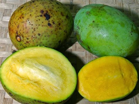 Menggambar buah apel sebenarnya tidak sulit, saya pikir hampir semua orang tentu bisa meski begitu untuk menggambar buah apel dengan hasil yang sedekat mungkin dengan aslinya tentu butuh. Manfaat Dan Khasiat Buah Bacang Bagi Kesehatan - Kesehatandia